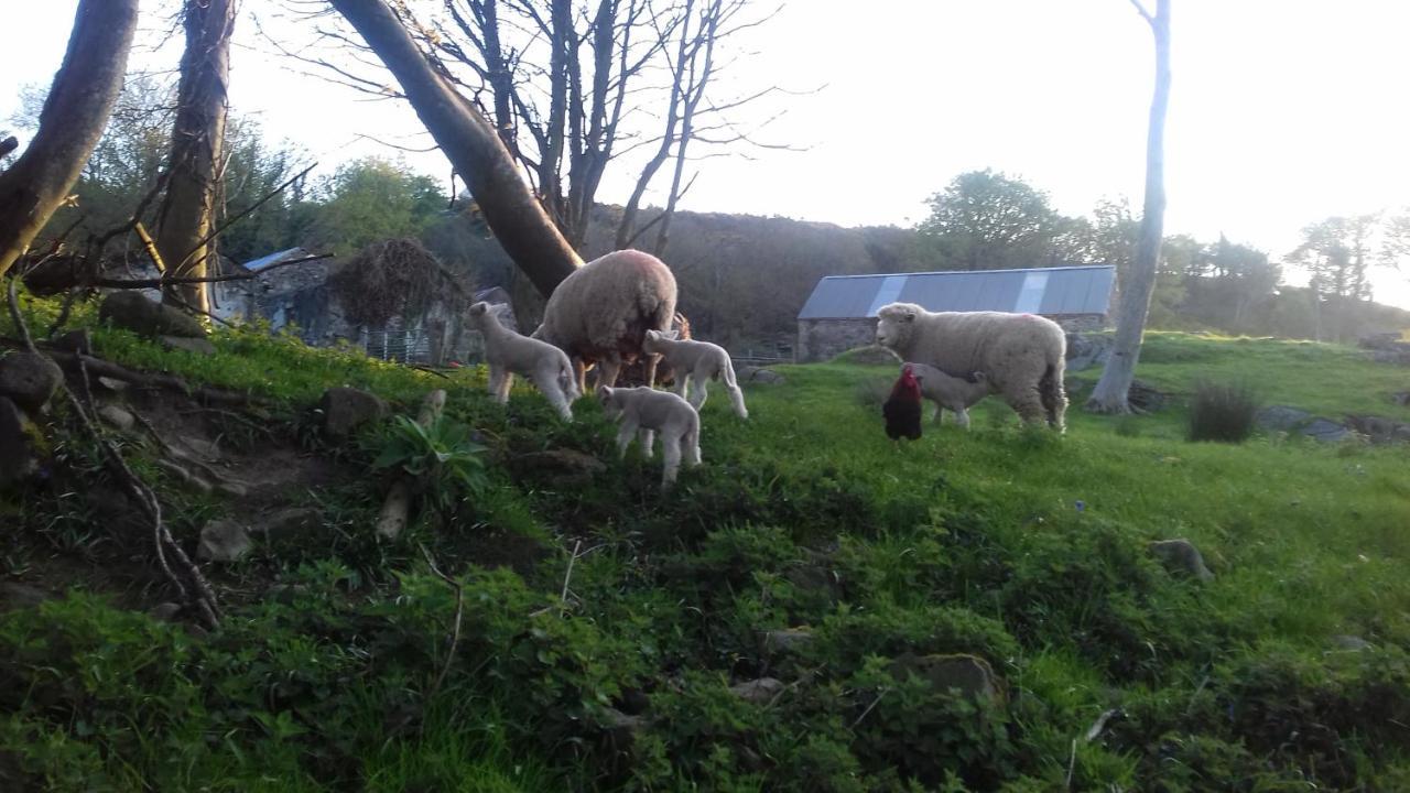 Villa Hillhead Country Retreat Castlewellan Esterno foto